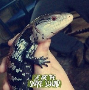 Meet your Posher, Danii